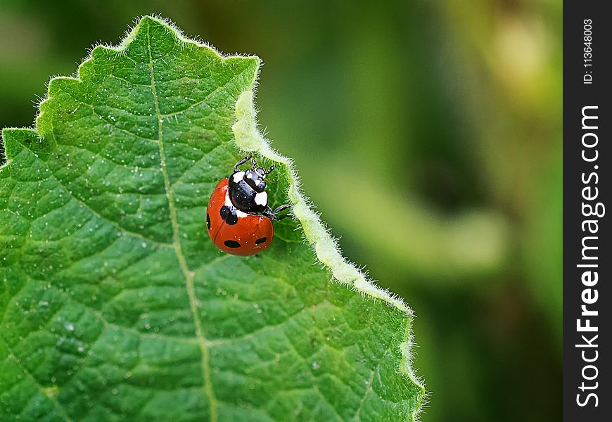 Insect, Leaf, Macro Photography, Ladybird