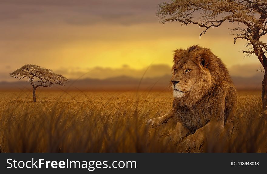 Wildlife, Lion, Grassland, Savanna