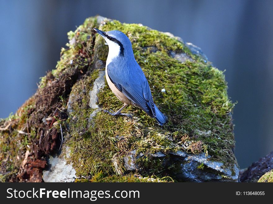 Bird, Fauna, Beak, Wildlife