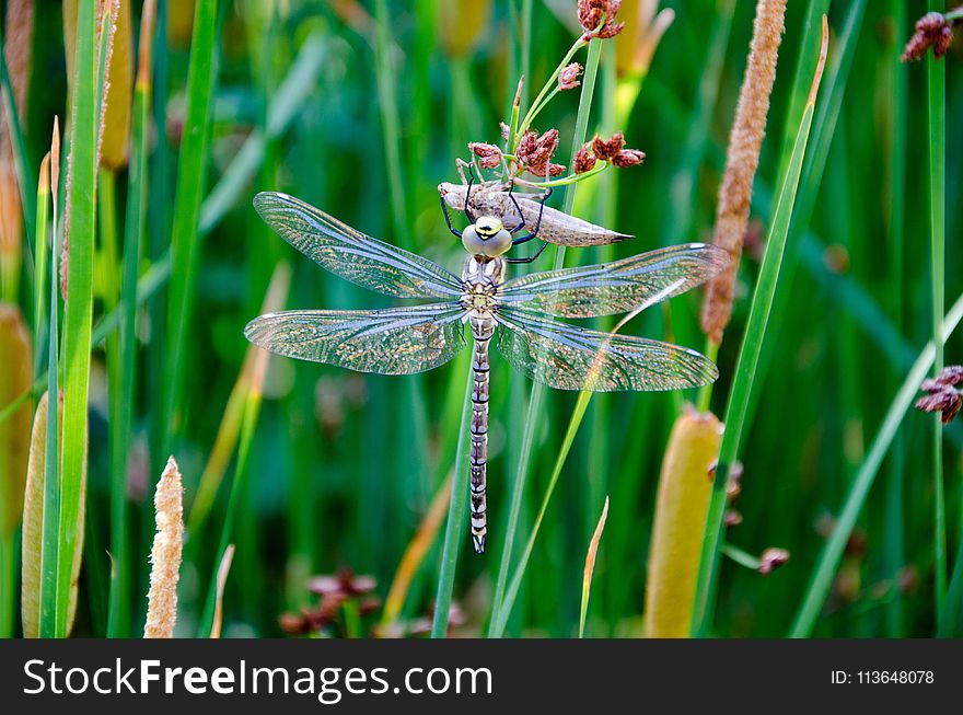 Dragonfly, Dragonflies And Damseflies, Insect, Flora