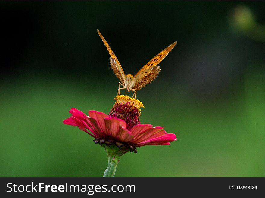 Insect, Nectar, Butterfly, Invertebrate