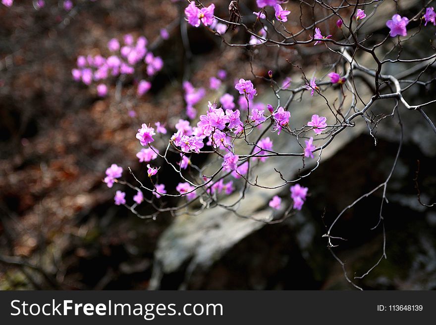 Plant, Flora, Flower, Pink