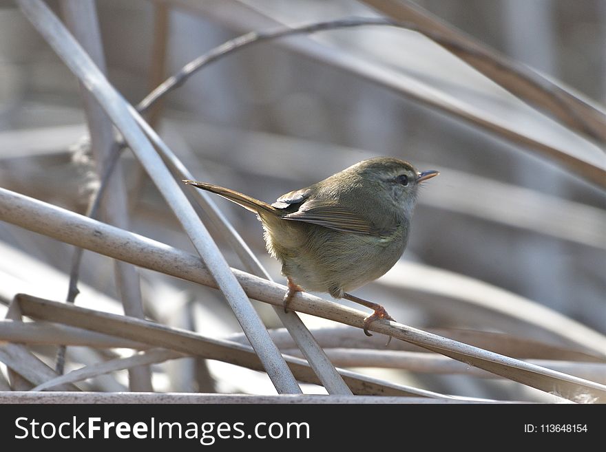 Bird, Fauna, Beak, Wren