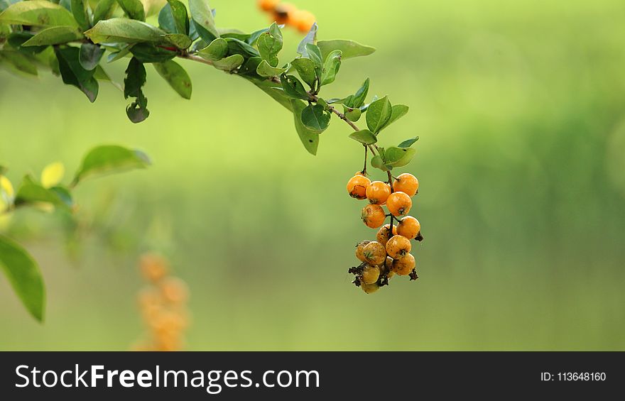 Fruit Tree, Branch, Fruit, Hippophae