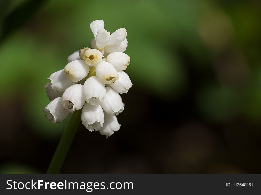 White, Flower, Flora, Plant