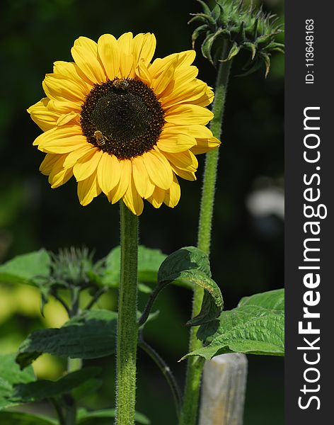 Flower, Sunflower, Flowering Plant, Daisy Family