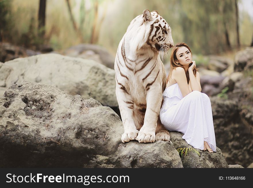 Photograph, Mammal, Tiger, Big Cats