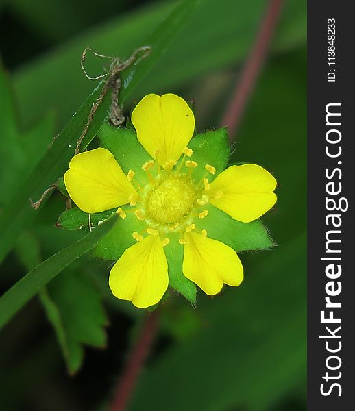 Flower, Yellow, Flora, Common Tormentil