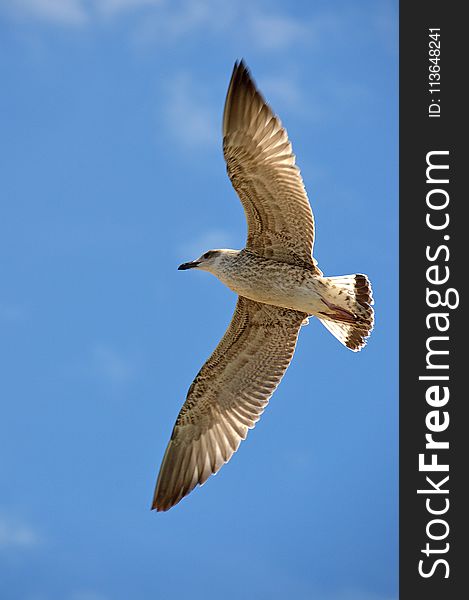 Bird, Fauna, Sky, Wildlife