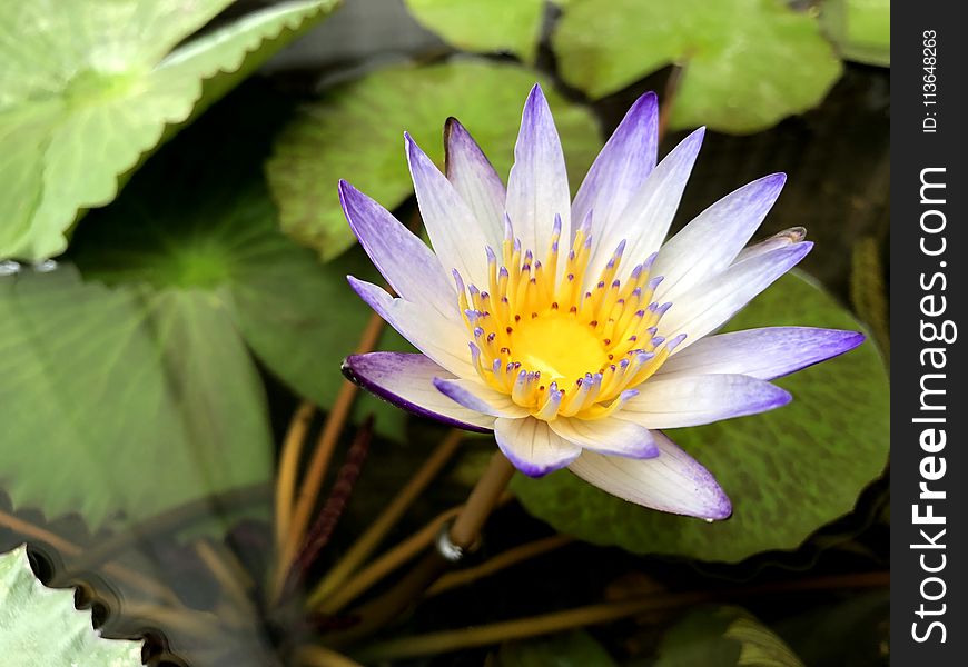 Flower, Flora, Plant, Aquatic Plant