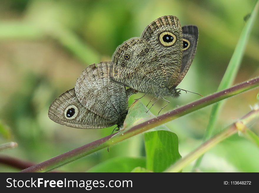 Fauna, Moths And Butterflies, Insect, Butterfly