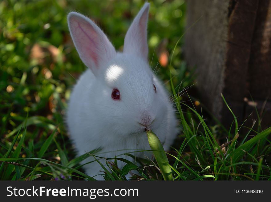 Rabbit, Mammal, Domestic Rabbit, Rabits And Hares