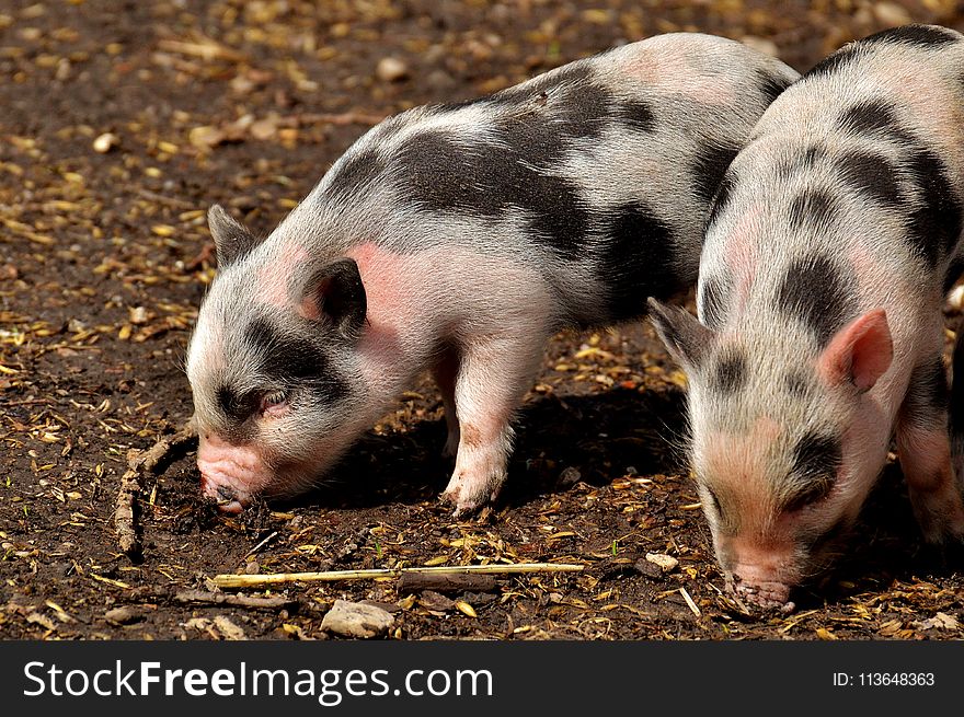 Pig Like Mammal, Pig, Domestic Pig, Fauna