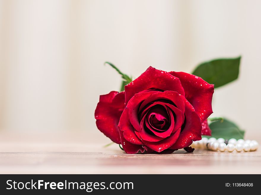 Flower, Rose, Rose Family, Red