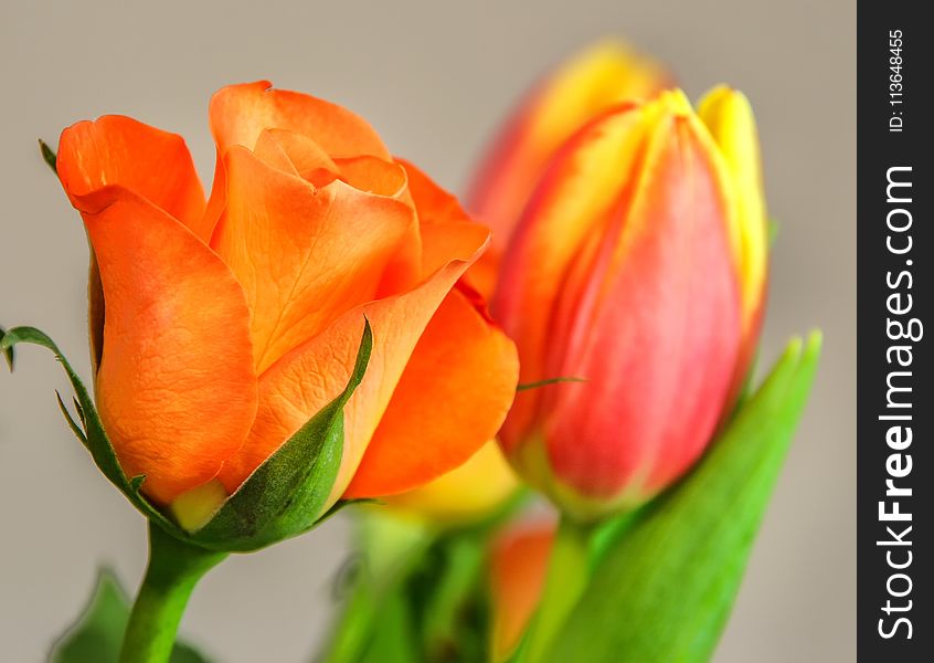 Flower, Orange, Close Up, Petal