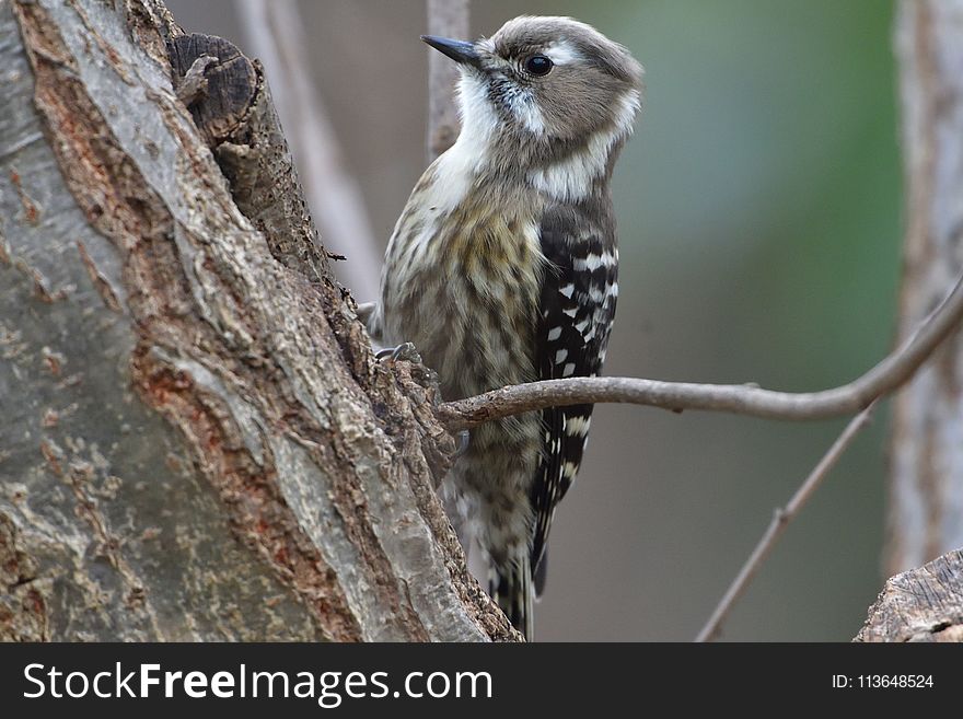 Bird, Fauna, Beak, Wildlife