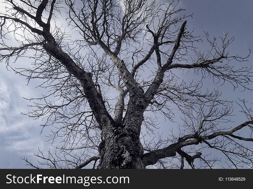 Tree, Branch, Sky, Woody Plant