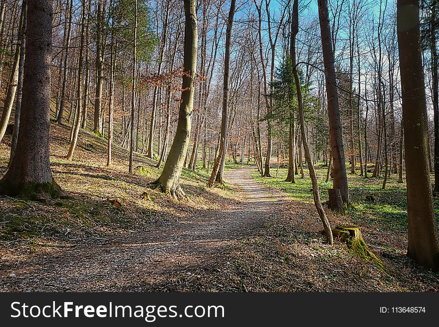 Woodland, Nature, Path, Forest