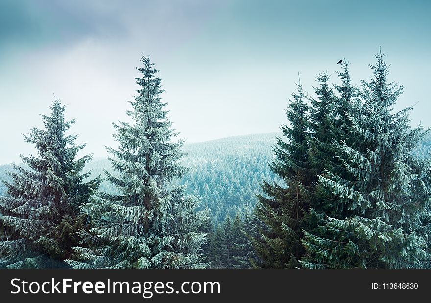 Spruce, Spruce Fir Forest, Tree, Ecosystem