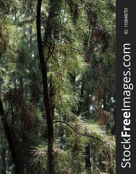 Tree, Ecosystem, Vegetation, Forest