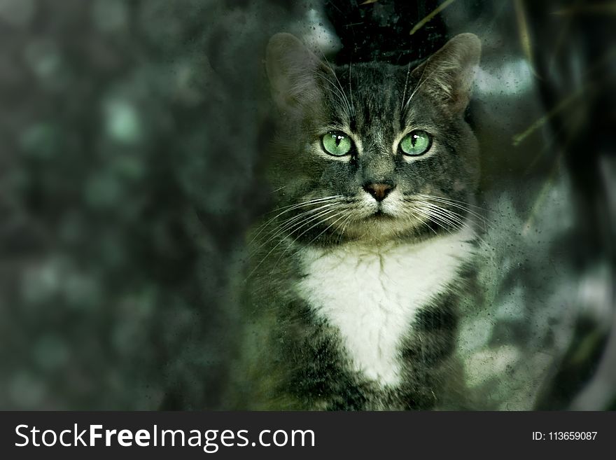 Cat, Whiskers, Green, Mammal
