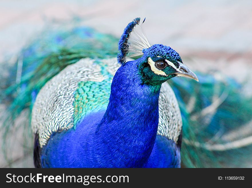 Peafowl, Blue, Bird, Beak