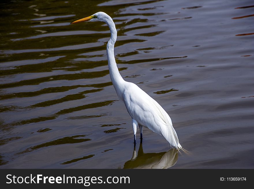 Bird, Water, Great Egret, Fauna