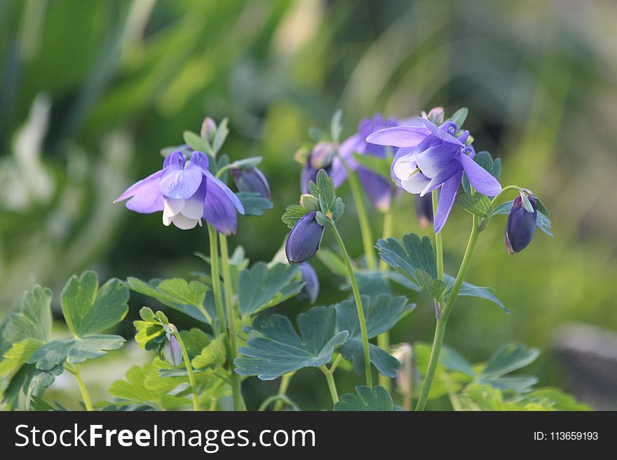 Plant, Flower, Flora, Flowering Plant