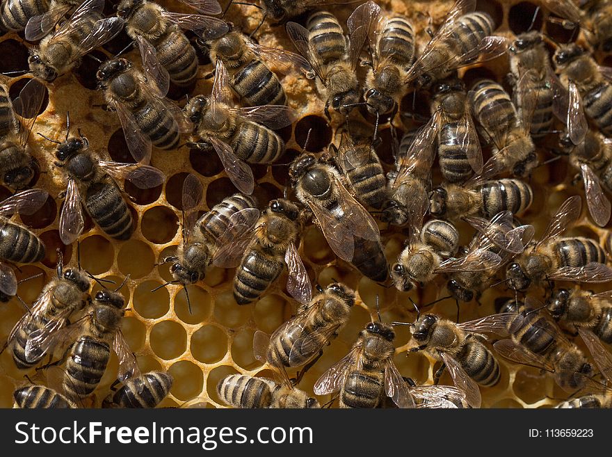 Honey Bee, Bee, Honeycomb, Invertebrate