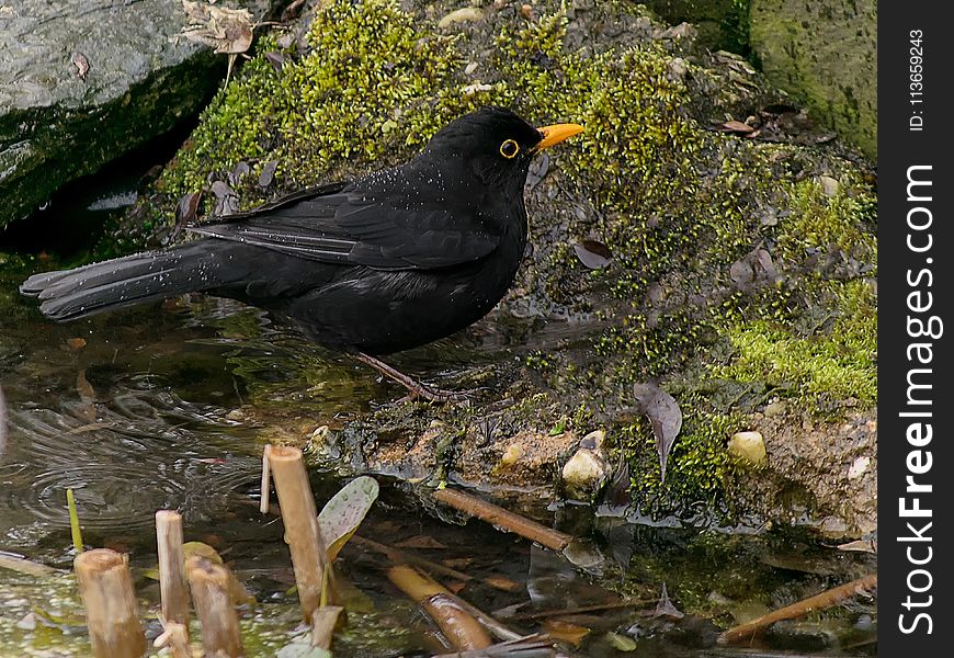 Bird, Blackbird, Fauna, Beak