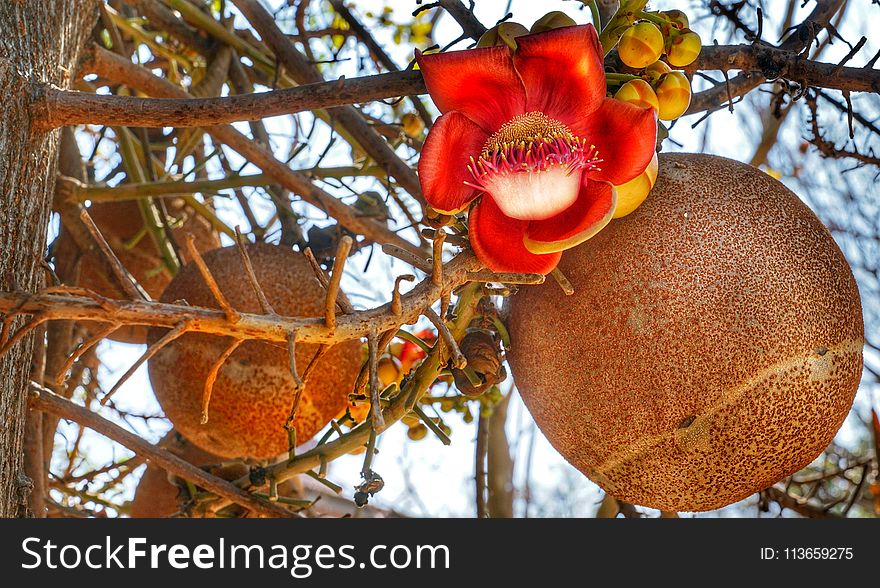 Branch, Couroupita, Fruit, Cannonball Tree