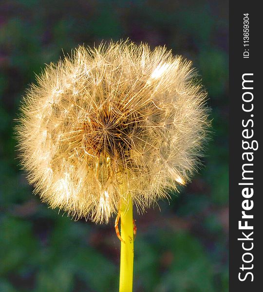 Flower, Dandelion, Flora, Plant