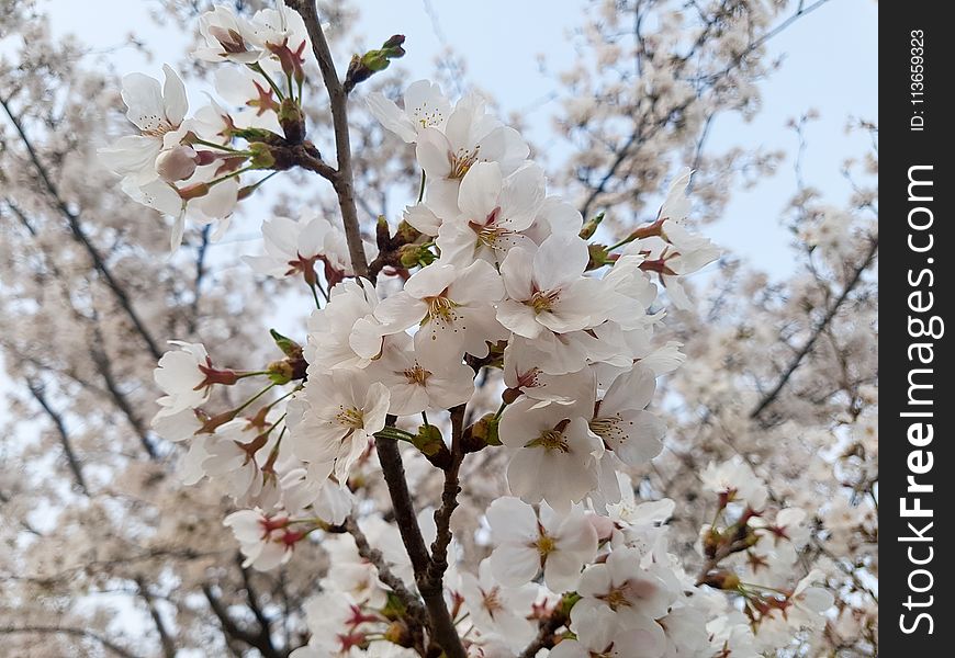 Flower, Blossom, Plant, Spring