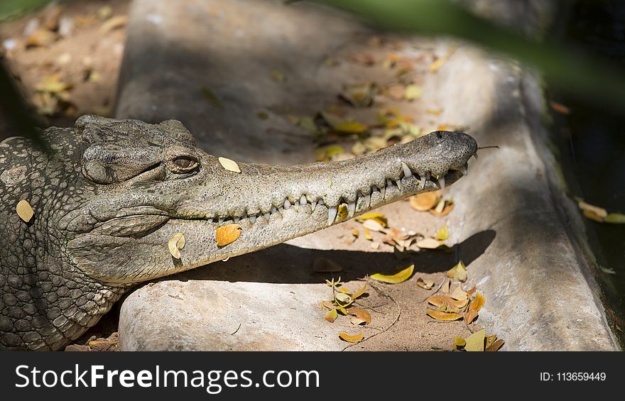 Reptile, Crocodilia, Crocodile, American Alligator