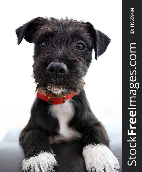 Dog, Dog Like Mammal, Dog Breed, Miniature Schnauzer