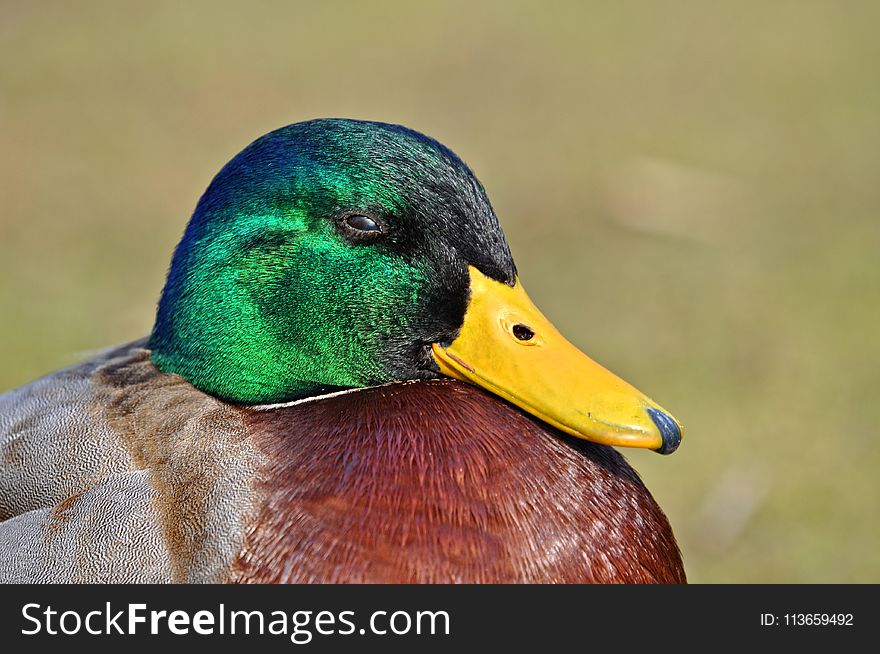 Duck, Bird, Mallard, Beak