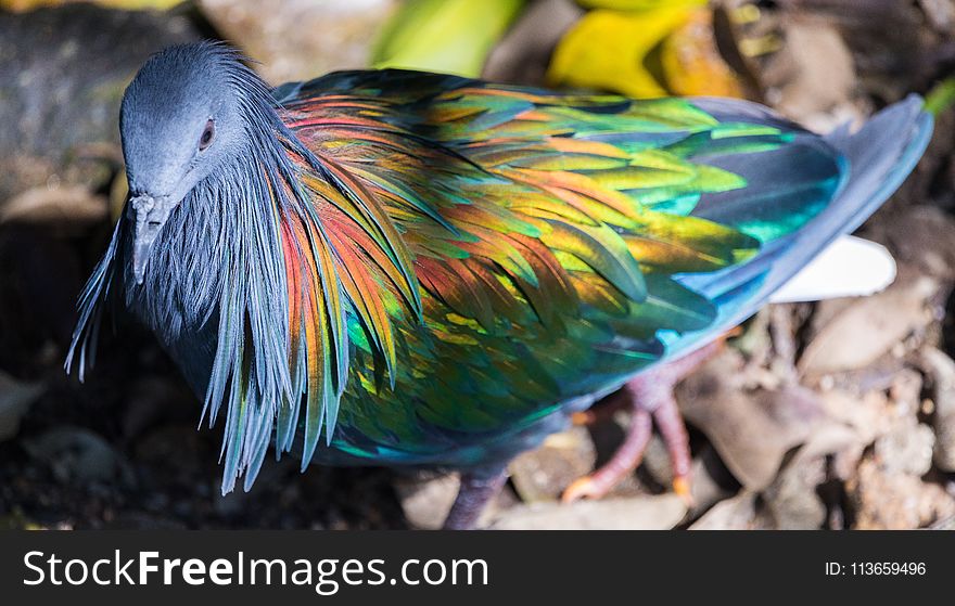 Beak, Bird, Fauna, Feather