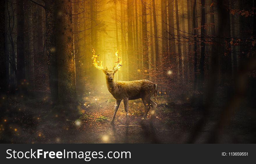 Wildlife, Light, Fauna, Forest