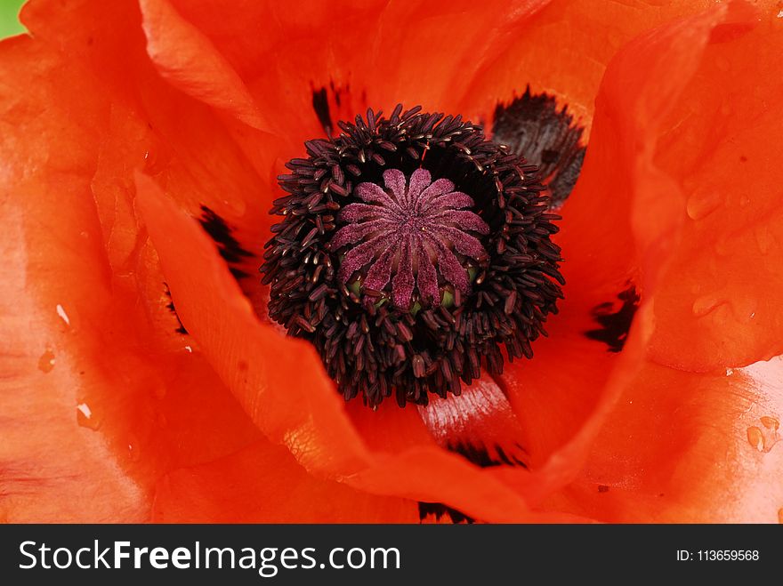 Flower, Red, Orange, Poppy