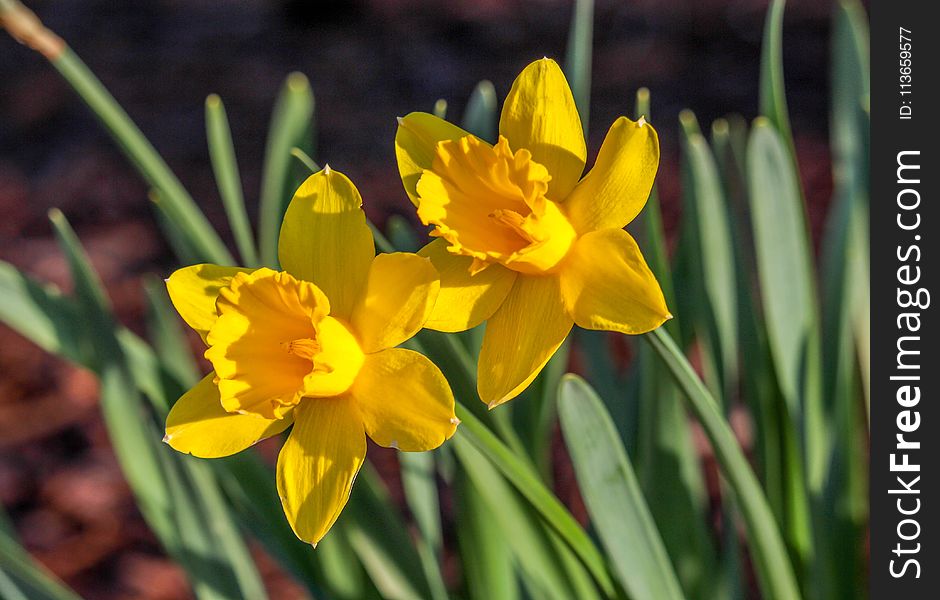 Flower, Plant, Flowering Plant, Yellow