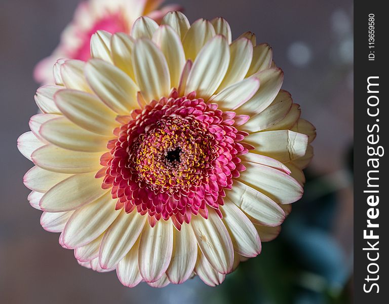 Flower, Flowering Plant, Gerbera, Flora