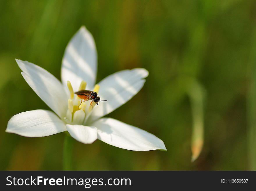 Flower, Flora, Honey Bee, Nectar
