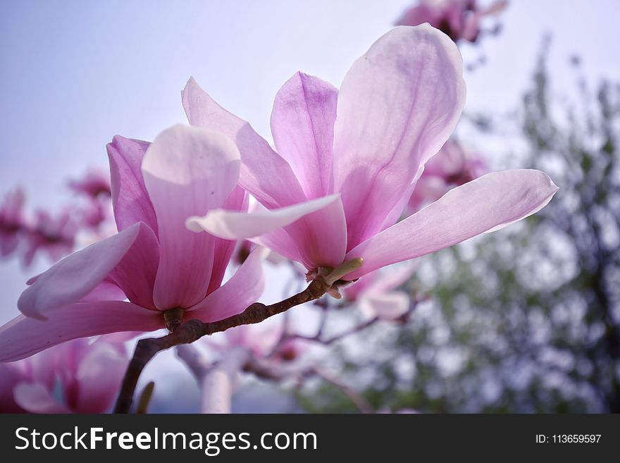 Flower, Plant, Flowering Plant, Pink