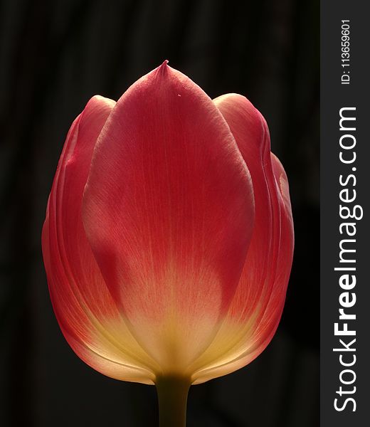 Flower, Tulip, Flowering Plant, Plant