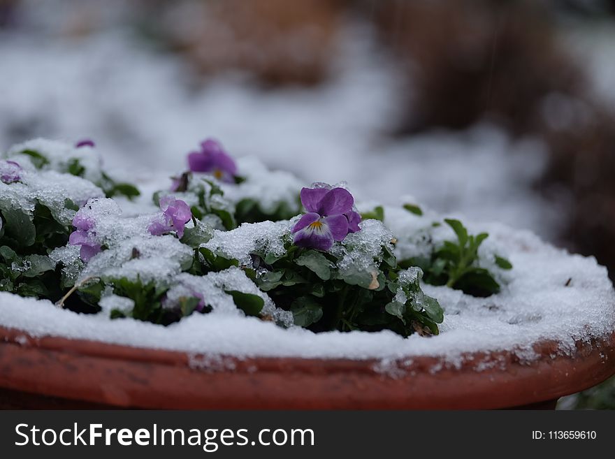 Snow, Flower, Winter, Freezing