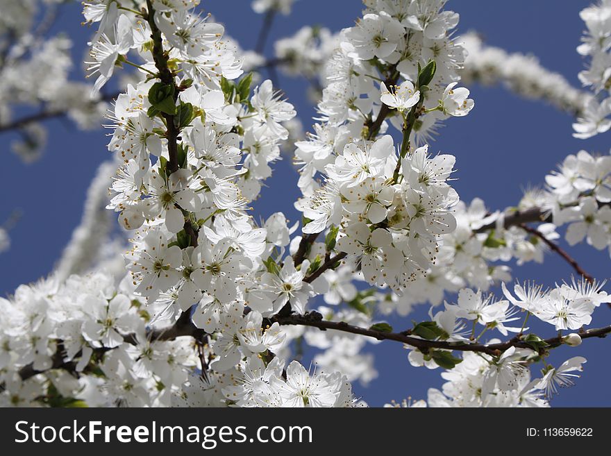 Blossom, Branch, Spring, Tree