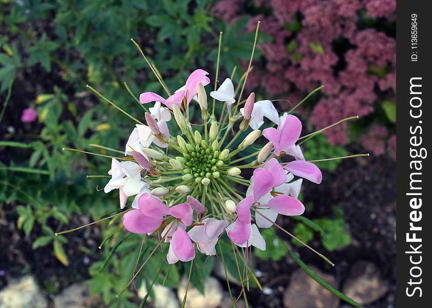 Flower, Plant, Flora, Flowering Plant