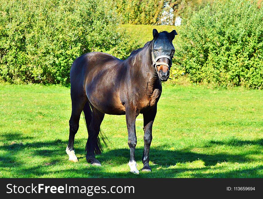 Horse, Pasture, Stallion, Mare