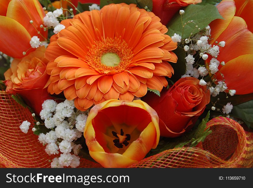 Flower, Floristry, Gerbera, Orange