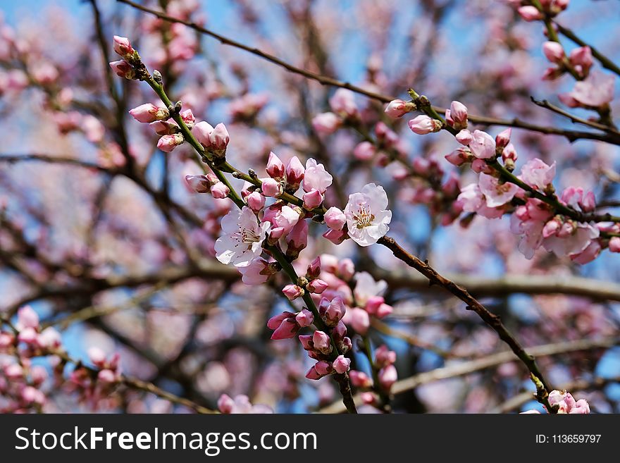 Blossom, Pink, Branch, Spring